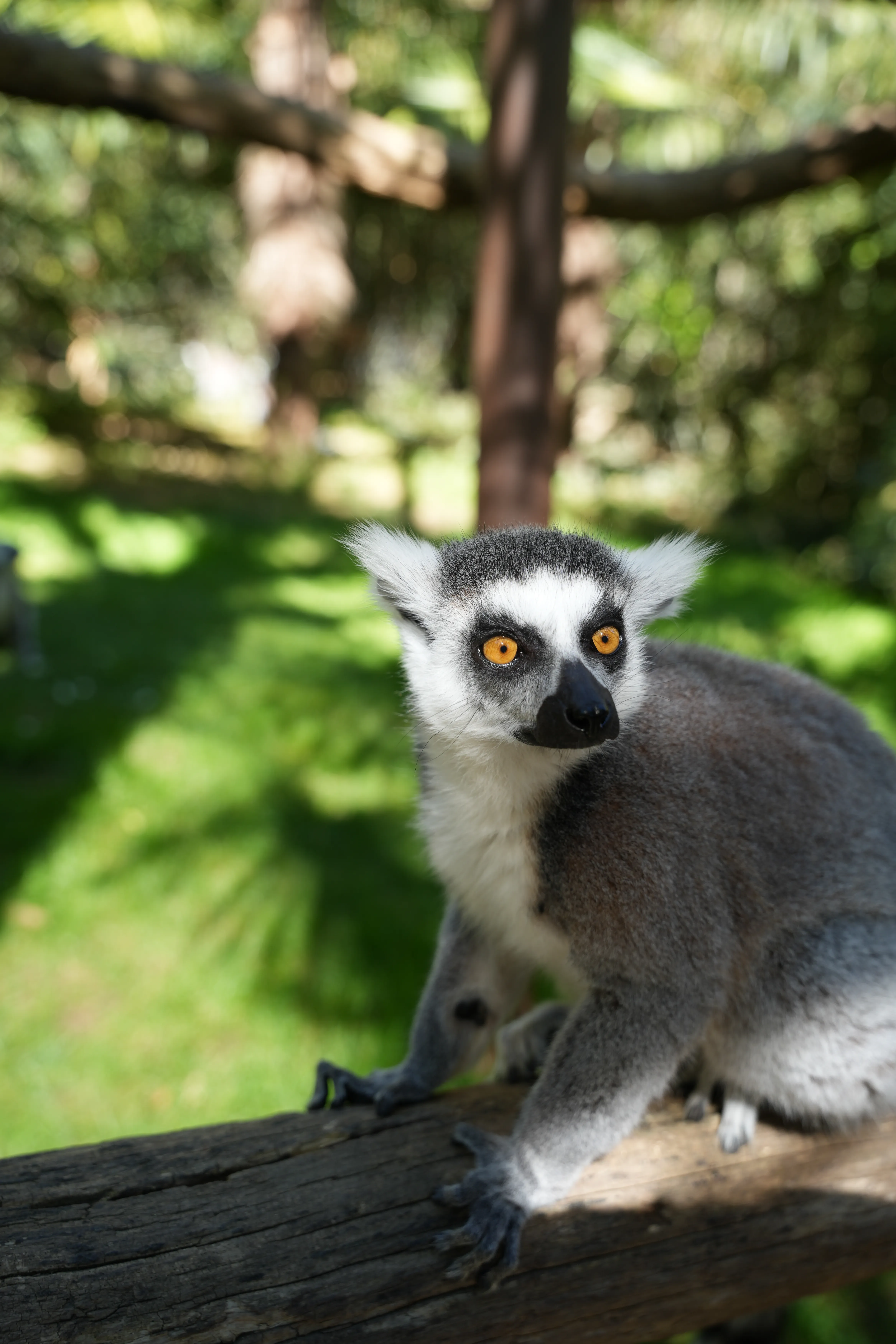 image de Maki Catta réalisée par Hope's Glow